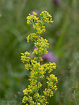 Lady's bedstraw - Galium verum https://www.jungledragon.com/image/103209/ladys_bedstraw_-_galium_verum.html Bistrishko Branishte Nature Reserve,Bulgaria,Eudicot,Europe,Flowering Plant,Galium verum,Gentianales,Geotagged,Lady's bedstraw,Ladys bedstraw,Magnoliophyta,Plantae,Rubiaceae,Summer,Vitosha Mountain Nature Park,Wildlife