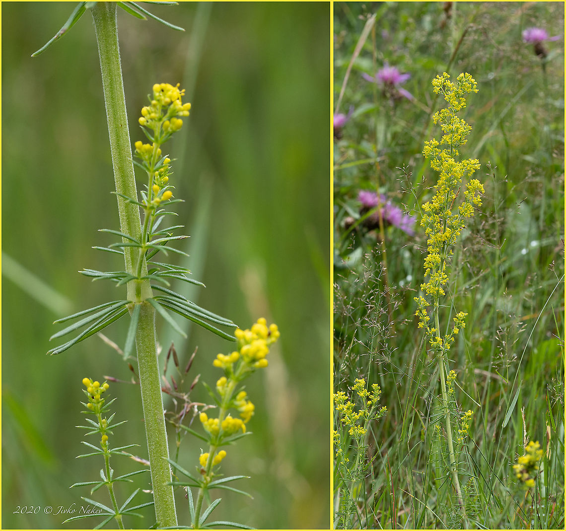 Lady's bedstraw - Galium verum <figure class="photo"><a href="https://www.jungledragon.com/image/103208/ladys_bedstraw_-_galium_verum.html" title="Lady&#039;s bedstraw - Galium verum"><img src="https://s3.amazonaws.com/media.jungledragon.com/images/1332/103208_thumb.jpg?AWSAccessKeyId=05GMT0V3GWVNE7GGM1R2&Expires=1769040010&Signature=vC81ZJzstgT0rb8pESEH2QjKk2Q%3D" width="116" height="152" alt="Lady&#039;s bedstraw - Galium verum https://www.jungledragon.com/image/103209/ladys_bedstraw_-_galium_verum.html Bistrishko Branishte Nature Reserve,Bulgaria,Eudicot,Europe,Flowering Plant,Galium verum,Gentianales,Geotagged,Lady&#039;s bedstraw,Ladys bedstraw,Magnoliophyta,Plantae,Rubiaceae,Summer,Vitosha Mountain Nature Park,Wildlife" /></a></figure> Bistrishko Branishte Nature Reserve,Bulgaria,Eudicot,Europe,Flowering Plant,Galium verum,Gentianales,Geotagged,Lady's bedstraw,Ladys bedstraw,Magnoliophyta,Plantae,Rubiaceae,Summer,Vitosha Mountain Nature Park,Wildlife