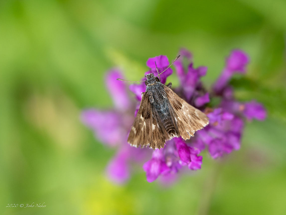 Tufted marbled skipper - Carcharodus flocciferus  Animal,Animalia,Arthropoda,Bistrishko Branishte Nature Reserve,Bulgaria,Carcharodus flocciferus,Europe,Geotagged,Hesperiidae,Hesperioidea,Insect,Insecta,Lepidoptera,Skipper butterfly,Summer,Tufted marbled skipper,Vitosha Mountain Nature Park,Wildlife