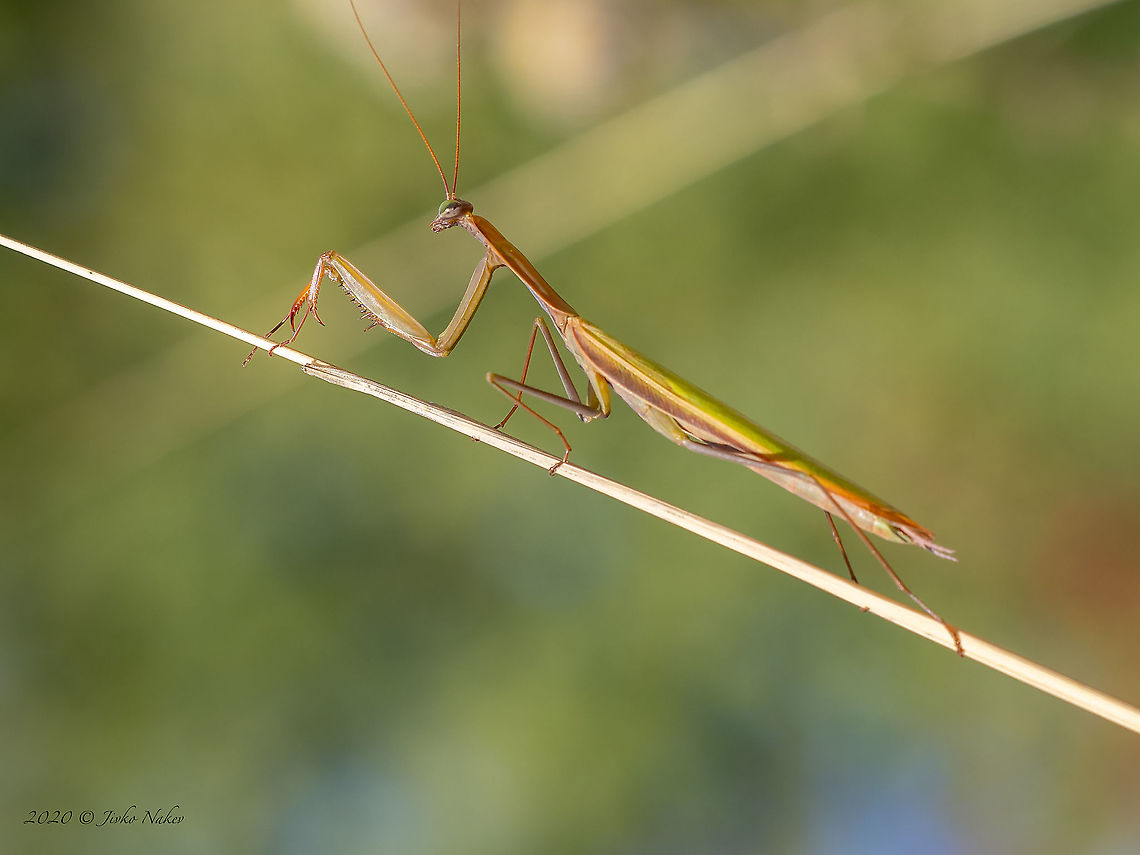 European mantis male - Mantis religiosa <figure class="photo"><a href="https://www.jungledragon.com/image/103365/european_mantis_female_-_mantis_religiosa.html" title="European mantis female - Mantis religiosa"><img src="https://s3.amazonaws.com/media.jungledragon.com/images/1332/103365_thumb.jpg?AWSAccessKeyId=05GMT0V3GWVNE7GGM1R2&Expires=1759968010&Signature=i8cvF04LPV9BB51nLcdrPEKvTyo%3D" width="200" height="150" alt="European mantis female - Mantis religiosa https://www.jungledragon.com/image/103364/european_mantis_male_-_mantis_religiosa.html<br />
 Ameles decolor,Animal,Animalia,Arthropoda,Bulgaria,Europe,European Mantis,European mantis,Fall,Geotagged,Insect,Insecta,Mantidae,Mantis religiosa,Mantodea,Praying mantis,Sofia,Wildlife" /></a></figure> Ameles decolor,Animal,Animalia,Arthropoda,Bulgaria,Europe,European Mantis,European mantis,Fall,Geotagged,Insect,Insecta,Mantidae,Mantis religiosa,Mantodea,Praying mantis,Sofia,Wildlife