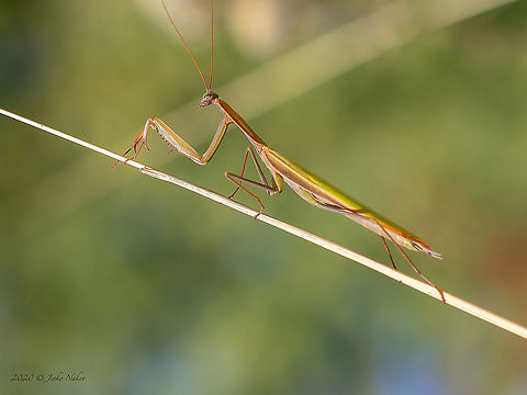 European mantis male - Mantis religiosa https://www.jungledragon.com/image/103365/european_mantis_female_-_mantis_religiosa.html Ameles decolor,Animal,Animalia,Arthropoda,Bulgaria,Europe,European Mantis,European mantis,Fall,Geotagged,Insect,Insecta,Mantidae,Mantis religiosa,Mantodea,Praying mantis,Sofia,Wildlife