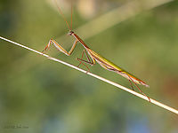 European mantis male - Mantis religiosa https://www.jungledragon.com/image/103365/european_mantis_female_-_mantis_religiosa.html Ameles decolor,Animal,Animalia,Arthropoda,Bulgaria,Europe,European Mantis,European mantis,Fall,Geotagged,Insect,Insecta,Mantidae,Mantis religiosa,Mantodea,Praying mantis,Sofia,Wildlife