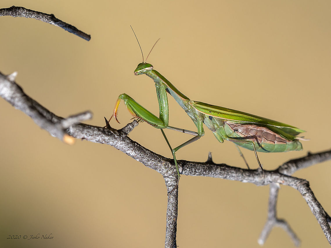 European mantis female - Mantis religiosa <figure class="photo"><a href="https://www.jungledragon.com/image/103364/european_mantis_male_-_mantis_religiosa.html" title="European mantis male - Mantis religiosa"><img src="https://s3.amazonaws.com/media.jungledragon.com/images/1332/103364_thumb.jpg?AWSAccessKeyId=05GMT0V3GWVNE7GGM1R2&Expires=1759968010&Signature=N0vt9HplwPOYpYO8QbHbUPvdf68%3D" width="200" height="150" alt="European mantis male - Mantis religiosa https://www.jungledragon.com/image/103365/european_mantis_female_-_mantis_religiosa.html Ameles decolor,Animal,Animalia,Arthropoda,Bulgaria,Europe,European Mantis,European mantis,Fall,Geotagged,Insect,Insecta,Mantidae,Mantis religiosa,Mantodea,Praying mantis,Sofia,Wildlife" /></a></figure><br />
 Ameles decolor,Animal,Animalia,Arthropoda,Bulgaria,Europe,European Mantis,European mantis,Fall,Geotagged,Insect,Insecta,Mantidae,Mantis religiosa,Mantodea,Praying mantis,Sofia,Wildlife