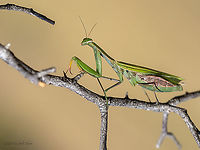 European mantis female - Mantis religiosa https://www.jungledragon.com/image/103364/european_mantis_male_-_mantis_religiosa.html<br />
 Ameles decolor,Animal,Animalia,Arthropoda,Bulgaria,Europe,European Mantis,European mantis,Fall,Geotagged,Insect,Insecta,Mantidae,Mantis religiosa,Mantodea,Praying mantis,Sofia,Wildlife