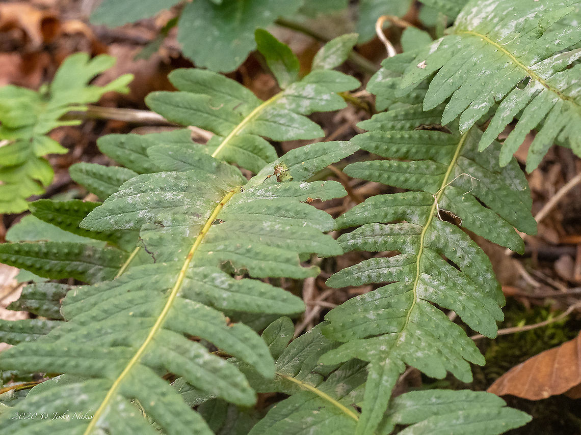 Common polypody - Polypodium vulgare <figure class="photo"><a href="https://www.jungledragon.com/image/103514/common_polypody_-_polypodium_vulgare.html" title="Common polypody - Polypodium vulgare"><img src="https://s3.amazonaws.com/media.jungledragon.com/images/1332/103514_thumb.jpg?AWSAccessKeyId=05GMT0V3GWVNE7GGM1R2&Expires=1769040010&Signature=iNPNU3%2Fwzq9My3VnSGPHfTfmx2E%3D" width="136" height="152" alt="Common polypody - Polypodium vulgare https://www.jungledragon.com/image/103513/common_polypody_-_polypodium_vulgare.html Bulgaria,Common polypody,Europe,Fall,Geotagged,Plantae,Polypodiaceae,Polypodiales,Polypodiophyta,Polypodiopsida,Polypodium  vulgare,Polypodium vulgare,Tracheophyta,Vitosha Mountain Nature Park,Wildlife" /></a></figure> Bulgaria,Common polypody,Europe,Fall,Geotagged,Plantae,Polypodiaceae,Polypodiales,Polypodiophyta,Polypodiopsida,Polypodium  vulgare,Polypodium vulgare,Tracheophyta,Vitosha Mountain Nature Park,Wildlife