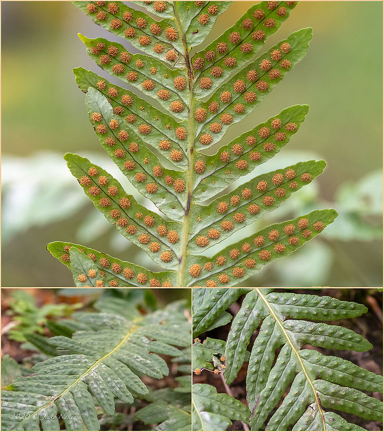 Common polypody - Polypodium vulgare <figure class="photo"><a href="https://www.jungledragon.com/image/103513/common_polypody_-_polypodium_vulgare.html" title="Common polypody - Polypodium vulgare"><img src="https://s3.amazonaws.com/media.jungledragon.com/images/1332/103513_thumb.jpg?AWSAccessKeyId=05GMT0V3GWVNE7GGM1R2&Expires=1759968010&Signature=mVMoEveosmJ%2Blb2nvymejZSfRXw%3D" width="200" height="150" alt="Common polypody - Polypodium vulgare https://www.jungledragon.com/image/103514/common_polypody_-_polypodium_vulgare.html Bulgaria,Common polypody,Europe,Fall,Geotagged,Plantae,Polypodiaceae,Polypodiales,Polypodiophyta,Polypodiopsida,Polypodium  vulgare,Polypodium vulgare,Tracheophyta,Vitosha Mountain Nature Park,Wildlife" /></a></figure> Bulgaria,Common polypody,Europe,Fall,Geotagged,Plantae,Polypodiaceae,Polypodiales,Polypodiophyta,Polypodiopsida,Polypodium  vulgare,Polypodium vulgare,Tracheophyta,Vitosha Mountain Nature Park,Wildlife