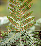Common polypody - Polypodium vulgare https://www.jungledragon.com/image/103513/common_polypody_-_polypodium_vulgare.html Bulgaria,Common polypody,Europe,Fall,Geotagged,Plantae,Polypodiaceae,Polypodiales,Polypodiophyta,Polypodiopsida,Polypodium  vulgare,Polypodium vulgare,Tracheophyta,Vitosha Mountain Nature Park,Wildlife