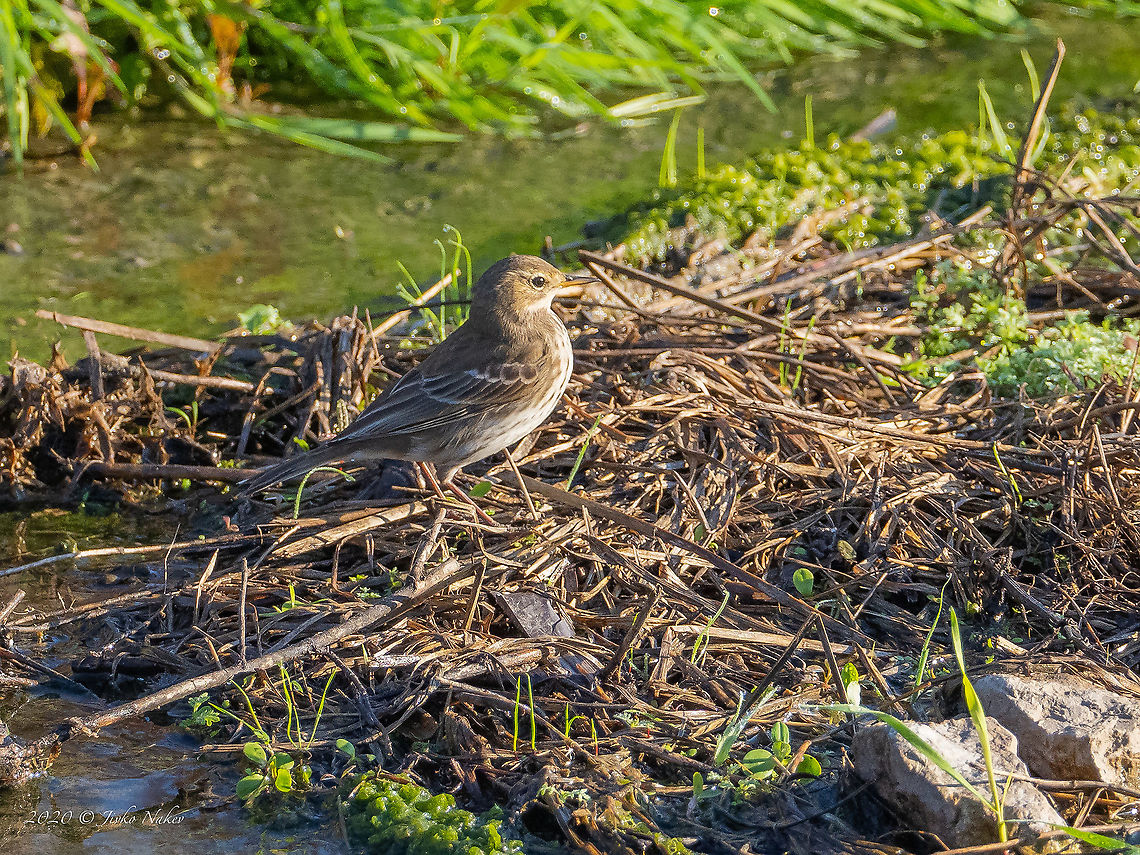 Water pipit - Anthus spinoletta This bird has been the subject of long discussions in my FB group of ornithologists. In the end, the opinion prevails that this is a water pipit (not a Meadow pipit). Animal,Animalia,Anthus spinoletta,Aves,Bird,Bulgaria,Chordata,Europe,Fall,Geotagged,Motacillidae,Mramor,Passeriformes,Passerine,Sofia,Water pipit,Wildlife