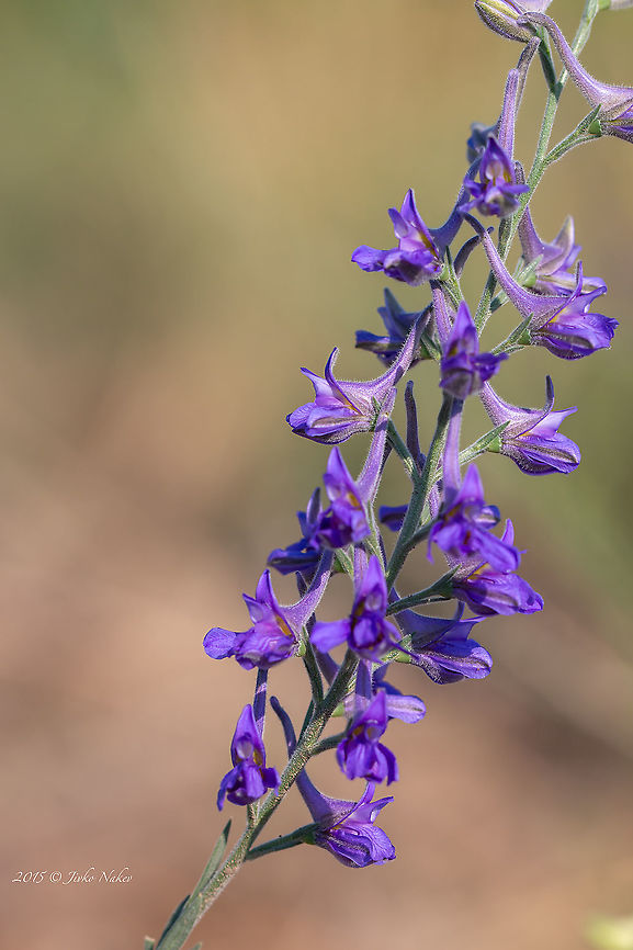 Balkan delphium - Delphinium balcanicum Balkan endemic species.<br />
This photo is from 2015. These days I started checking the archives from the first years of my wildlife photography and came across this plant. I will probably find other unidentified species. Balkan delphium,Balkan endemic species,Besaparski hills protected area,Bulgaria,Delphinium balcanicum,Eudicot,Europe,Flowering Plant,Geotagged,Magnoliophyta,Plantae,Ranunculaceae,Ranunculales,Rhodope mountains,Summer,Wildlife