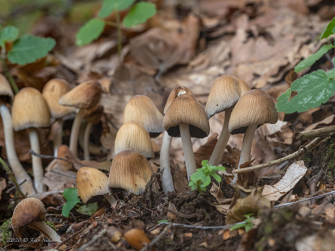 Woodland inkcap - Coprinellus silvaticus <figure class="photo"><a href="https://www.jungledragon.com/image/103802/woodland_inkcap_-_coprinellus_silvaticus.html" title="Woodland inkcap - Coprinellus silvaticus"><img src="https://s3.amazonaws.com/media.jungledragon.com/images/1332/103802_thumb.jpg?AWSAccessKeyId=05GMT0V3GWVNE7GGM1R2&Expires=1767225610&Signature=odFhM4WdZHkPiYJmAiv2%2B0kOiLc%3D" width="200" height="190" alt="Woodland inkcap - Coprinellus silvaticus https://www.jungledragon.com/image/103801/woodland_inkcap_-_coprinellus_silvaticus.html Agaricales,Agaricomycetes,Basidiomycota,Bulgaria,Coprinellus silvaticus,Coprinellus tardus,Fall,Fungi,Fungus,Geotagged,Psathyrellaceae,Wildlife,Woodland inkcap" /></a></figure> Agaricales,Agaricomycetes,Basidiomycota,Bulgaria,Coprinellus silvaticus,Coprinellus tardus,Fall,Fungi,Fungus,Geotagged,Psathyrellaceae,Wildlife,Woodland inkcap