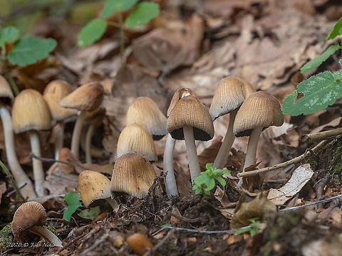 Woodland inkcap - Coprinellus silvaticus https://www.jungledragon.com/image/103802/woodland_inkcap_-_coprinellus_silvaticus.html Agaricales,Agaricomycetes,Basidiomycota,Bulgaria,Coprinellus silvaticus,Coprinellus tardus,Fall,Fungi,Fungus,Geotagged,Psathyrellaceae,Wildlife,Woodland inkcap