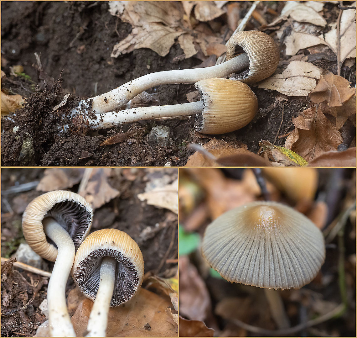 Woodland inkcap - Coprinellus silvaticus <figure class="photo"><a href="https://www.jungledragon.com/image/103801/woodland_inkcap_-_coprinellus_silvaticus.html" title="Woodland inkcap - Coprinellus silvaticus"><img src="https://s3.amazonaws.com/media.jungledragon.com/images/1332/103801_thumb.jpg?AWSAccessKeyId=05GMT0V3GWVNE7GGM1R2&Expires=1763596810&Signature=etqSN8D64hUtjXQ7qQY6ZiPqtQw%3D" width="200" height="150" alt="Woodland inkcap - Coprinellus silvaticus https://www.jungledragon.com/image/103802/woodland_inkcap_-_coprinellus_silvaticus.html Agaricales,Agaricomycetes,Basidiomycota,Bulgaria,Coprinellus silvaticus,Coprinellus tardus,Fall,Fungi,Fungus,Geotagged,Psathyrellaceae,Wildlife,Woodland inkcap" /></a></figure> Agaricales,Agaricomycetes,Basidiomycota,Bulgaria,Coprinellus silvaticus,Coprinellus tardus,Fall,Fungi,Fungus,Geotagged,Psathyrellaceae,Wildlife,Woodland inkcap