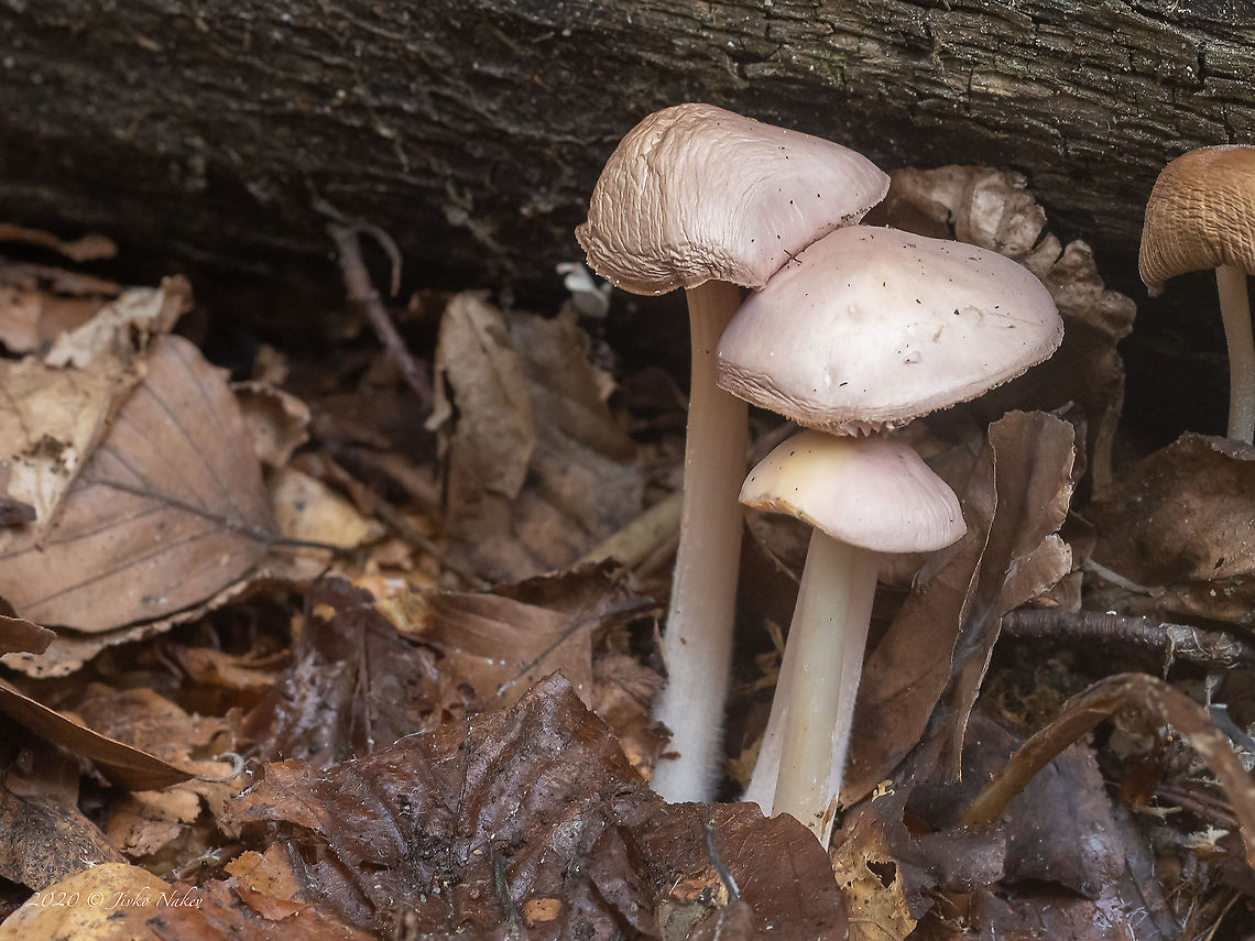 Rosy bonnet - Mycena rosea <figure class="photo"><a href="https://www.jungledragon.com/image/103806/rosy_bonnet_-_mycena_rosea.html" title="Rosy bonnet - Mycena rosea"><img src="https://s3.amazonaws.com/media.jungledragon.com/images/1332/103806_thumb.jpg?AWSAccessKeyId=05GMT0V3GWVNE7GGM1R2&Expires=1770854410&Signature=d3WgHZJoyODMs3HkOgC%2FTMMRgHw%3D" width="200" height="200" alt="Rosy bonnet - Mycena rosea https://www.jungledragon.com/image/103805/rosy_bonnet_-_mycena_rosea.html Agaricales,Agaricomycetes,Basidiomycota,Bulgaria,Europe,Fall,Fungi,Fungus,Geotagged,Mycena rosea,Mycenaceae,Rosy bonnet,Vitosha Mountain Nature Park,Wildlife" /></a></figure> Agaricales,Agaricomycetes,Basidiomycota,Bulgaria,Europe,Fall,Fungi,Fungus,Geotagged,Mycena rosea,Mycenaceae,Rosy bonnet,Vitosha Mountain Nature Park,Wildlife