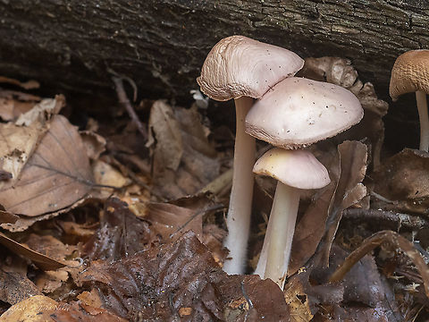 Rosy bonnet - Mycena rosea https://www.jungledragon.com/image/103806/rosy_bonnet_-_mycena_rosea.html Agaricales,Agaricomycetes,Basidiomycota,Bulgaria,Europe,Fall,Fungi,Fungus,Geotagged,Mycena rosea,Mycenaceae,Rosy bonnet,Vitosha Mountain Nature Park,Wildlife