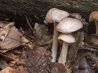 Rosy bonnet - Mycena rosea https://www.jungledragon.com/image/103806/rosy_bonnet_-_mycena_rosea.html Agaricales,Agaricomycetes,Basidiomycota,Bulgaria,Europe,Fall,Fungi,Fungus,Geotagged,Mycena rosea,Mycenaceae,Rosy bonnet,Vitosha Mountain Nature Park,Wildlife