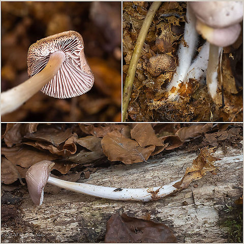 Rosy bonnet - Mycena rosea https://www.jungledragon.com/image/103805/rosy_bonnet_-_mycena_rosea.html Agaricales,Agaricomycetes,Basidiomycota,Bulgaria,Europe,Fall,Fungi,Fungus,Geotagged,Mycena rosea,Mycenaceae,Rosy bonnet,Vitosha Mountain Nature Park,Wildlife