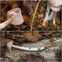 Rosy bonnet - Mycena rosea https://www.jungledragon.com/image/103805/rosy_bonnet_-_mycena_rosea.html Agaricales,Agaricomycetes,Basidiomycota,Bulgaria,Europe,Fall,Fungi,Fungus,Geotagged,Mycena rosea,Mycenaceae,Rosy bonnet,Vitosha Mountain Nature Park,Wildlife