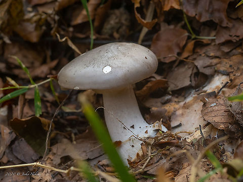 Clouded Agaric