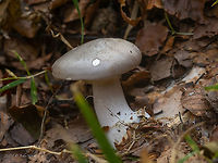 Clouded funnel - Clitocybe nebularis Tentative ID. Could be Entoloma sp., But I still stick to the above identification.<br />
https://www.jungledragon.com/image/103836/clouded_funnel_-_clitocybe_nebularis.html Agaricales,Agaricomycetes,Basidiomycota,Bulgaria,Clitocybe nebularis,Clouded Agaric,Clouded funnel,Europe,Fall,Fungi,Fungus,Geotagged,Tricholomataceae,Vitosha Mountain Nature Park,Wildlife