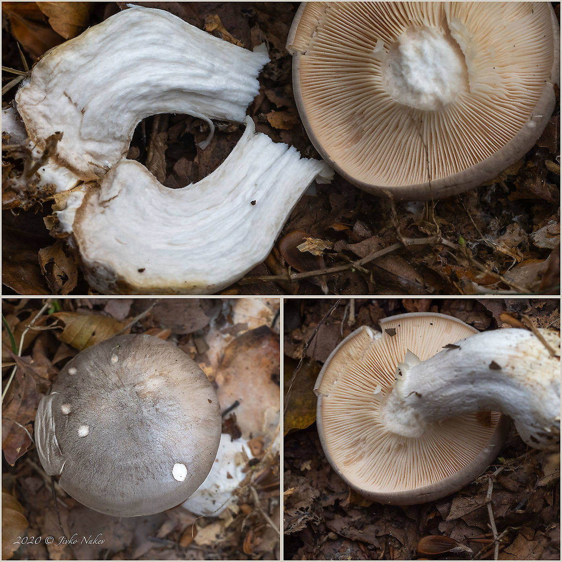 Clouded funnel - Clitocybe nebularis Tentative ID. Could be Entoloma sp., But I still stick to the above identification.<br />
<figure class="photo"><a href="https://www.jungledragon.com/image/103835/clouded_funnel_-_clitocybe_nebularis.html" title="Clouded funnel - Clitocybe nebularis"><img src="https://s3.amazonaws.com/media.jungledragon.com/images/1332/103835_thumb.jpg?AWSAccessKeyId=05GMT0V3GWVNE7GGM1R2&Expires=1767225610&Signature=vD%2FgmWTQlWMDAauYiWGVVcEi7wQ%3D" width="200" height="150" alt="Clouded funnel - Clitocybe nebularis Tentative ID. Could be Entoloma sp., But I still stick to the above identification.<br />
https://www.jungledragon.com/image/103836/clouded_funnel_-_clitocybe_nebularis.html Agaricales,Agaricomycetes,Basidiomycota,Bulgaria,Clitocybe nebularis,Clouded Agaric,Clouded funnel,Europe,Fall,Fungi,Fungus,Geotagged,Tricholomataceae,Vitosha Mountain Nature Park,Wildlife" /></a></figure> Agaricales,Agaricomycetes,Basidiomycota,Bulgaria,Clitocybe nebularis,Clouded Agaric,Clouded funnel,Europe,Fall,Fungi,Fungus,Geotagged,Tricholomataceae,Vitosha Mountain Nature Park,Wildlife