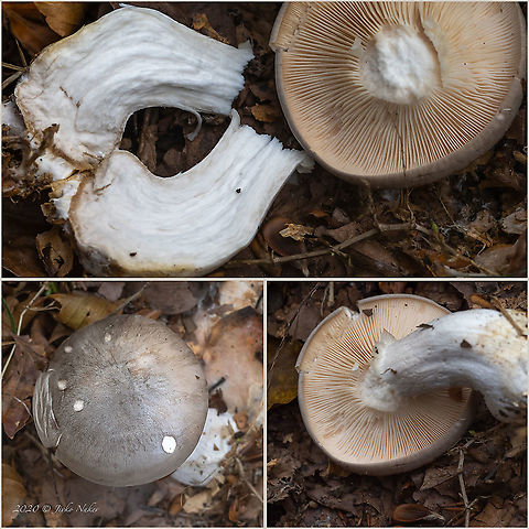 Clouded funnel - Clitocybe nebularis Tentative ID. Could be Entoloma sp., But I still stick to the above identification.
https://www.jungledragon.com/image/103835/clouded_funnel_-_clitocybe_nebularis.html Agaricales,Agaricomycetes,Basidiomycota,Bulgaria,Clitocybe nebularis,Clouded Agaric,Clouded funnel,Europe,Fall,Fungi,Fungus,Geotagged,Tricholomataceae,Vitosha Mountain Nature Park,Wildlife