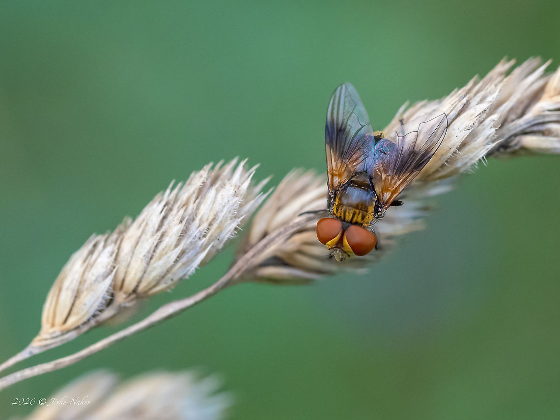 Ectophasia cf. crassipennis - Tachinid fly  Animal,Animalia,Arthropoda,Bulgaria,Diptera,Ectophasia crassipennis,Ectophasia sp.,Europe,Geotagged,Insect,Insecta,Sofia,South park,Summer,Tachinid fly,Tachinidae,Wildlife