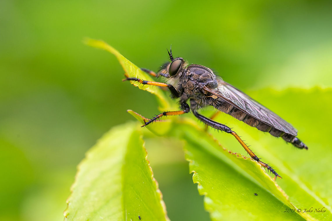 Pied-winged roberfly - Pamponerus germanicus Representatives of this species are always a real challenge to identify! I took these pictures in 2019 on the outskirts of Berlin. After a lot of consultations and searching on the net, with the help of the specialists from the FB forum Diptera we were able to identify the species. Hopefully we are not wrong!<br />
<figure class="photo"><a href="https://www.jungledragon.com/image/104807/pied-winged_roberfly_-_pamponerus_germanicus.html" title="Pied-winged roberfly - Pamponerus germanicus"><img src="https://s3.amazonaws.com/media.jungledragon.com/images/1332/104807_thumb.jpg?AWSAccessKeyId=05GMT0V3GWVNE7GGM1R2&Expires=1769040010&Signature=crWh6%2BMrOqokD32s05av70PbyBg%3D" width="200" height="134" alt="Pied-winged roberfly - Pamponerus germanicus Representatives of this species are always a real challenge to identify! I took these pictures in 2019 on the outskirts of Berlin. After a lot of consultations and searching on the net, with the help of the specialists from the FB forum Diptera we were able to identify the species. Hopefully we are not wrong!<br />
https://www.jungledragon.com/image/104806/pied-winged_roberfly_-_pamponerus_germanicus.html Animal,Animalia,Arthropoda,Asilidae,Berlin,Diptera,Europe,Geotagged,Germany,Insect,Insecta,Pamponerus germanicus,Pied-winged robberfly,Robber fly,Spring,Wildlife" /></a></figure> Animal,Animalia,Arthropoda,Asilidae,Berlin,Diptera,Europe,Geotagged,Germany,Insect,Insecta,Pamponerus germanicus,Pied-winged robberfly,Robber fly,Spring,Wildlife