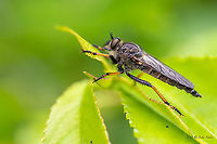 Pied-winged roberfly - Pamponerus germanicus Representatives of this species are always a real challenge to identify! I took these pictures in 2019 on the outskirts of Berlin. After a lot of consultations and searching on the net, with the help of the specialists from the FB forum Diptera we were able to identify the species. Hopefully we are not wrong!<br />
https://www.jungledragon.com/image/104807/pied-winged_roberfly_-_pamponerus_germanicus.html Animal,Animalia,Arthropoda,Asilidae,Berlin,Diptera,Europe,Geotagged,Germany,Insect,Insecta,Pamponerus germanicus,Pied-winged robberfly,Robber fly,Spring,Wildlife