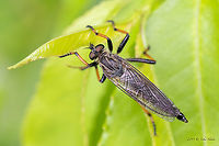 Pied-winged roberfly - Pamponerus germanicus Representatives of this species are always a real challenge to identify! I took these pictures in 2019 on the outskirts of Berlin. After a lot of consultations and searching on the net, with the help of the specialists from the FB forum Diptera we were able to identify the species. Hopefully we are not wrong!<br />
https://www.jungledragon.com/image/104806/pied-winged_roberfly_-_pamponerus_germanicus.html Animal,Animalia,Arthropoda,Asilidae,Berlin,Diptera,Europe,Geotagged,Germany,Insect,Insecta,Pamponerus germanicus,Pied-winged robberfly,Robber fly,Spring,Wildlife