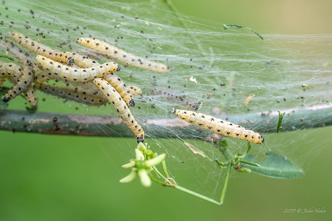 Bird-cherry ermine moth caterpillar - Yponomeuta evonymella  Animal,Animalia,Arthropoda,Berlin,Bird-cherry ermine,Europe,Geotagged,Germany,Insect,Insecta,Lepidoptera,Spring,Wildlife,Yponomeuta evonymella,Yponomeutidae,Yponomeutoidea