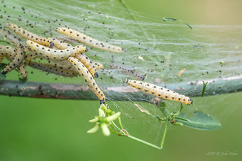 Bird-cherry ermine moth caterpillar - Yponomeuta evonymella  Animal,Animalia,Arthropoda,Berlin,Bird-cherry ermine,Europe,Geotagged,Germany,Insect,Insecta,Lepidoptera,Spring,Wildlife,Yponomeuta evonymella,Yponomeutidae,Yponomeutoidea