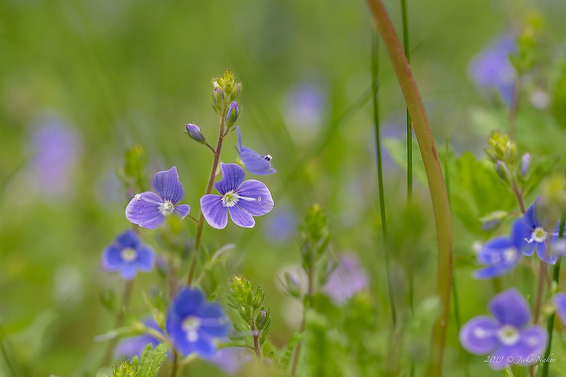 Bird's-eye speedwell - Veronica chamaedrys  Berlin,Bird's-eye speedwell,Eudicot,Europe,Flowering Plant,Geotagged,Germander speedwell,Germany,Lamiales,Magnoliophyta,Plantae,Plantaginaceae,Spring,Veronica chamaedrys,Wildlife