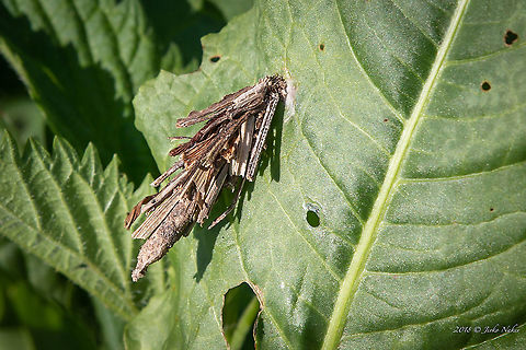 Common sweep, case-bearer - Psyche casta Discovered browsing the archives from 2018. Animal,Animalia,Arthropoda,Bagworm,Bulgaria,Case-bearer,Common Bagworm Moth,Common sweep,Europe,Geotagged,Insect,Insecta,Lepidoptera,Psyche casta,Psychidae,Rusenski Lom nature park,Spring,Tineoidea,Wildlife