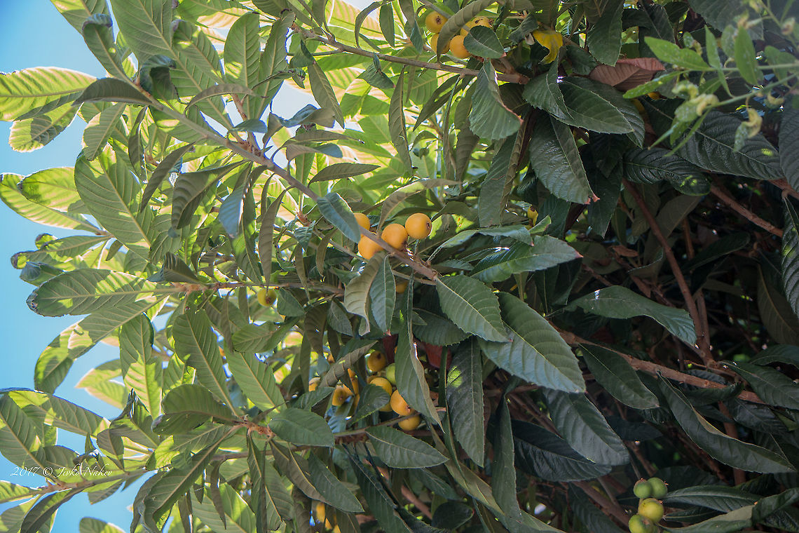 Loquat - Eriobotrya japonica  Eriobotrya japonica,Eudicot,Europe,Flowering Plant,Geotagged,Italy,Loquat,Magnoliophyta,Mespilus japonica,Plantae,Rosaceae,Rosales,Spring,Wildlife