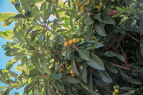 Loquat - Eriobotrya japonica  Eriobotrya japonica,Eudicot,Europe,Flowering Plant,Geotagged,Italy,Loquat,Magnoliophyta,Mespilus japonica,Plantae,Rosaceae,Rosales,Spring,Wildlife