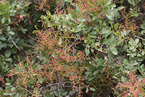 Cyprus turpentine - Pistacia terebinthus  Anacardiaceae,Central Macedonia,Chalkidiki,Cyprus Turpentine,Eudicot,Europe,Flowering Plant,Geotagged,Greece,Magnoliophyta,Pistacia terebinthus,Plantae,Sapindales,Sithonia,Spring,Terebinth,Turpentine tree,Wildlife