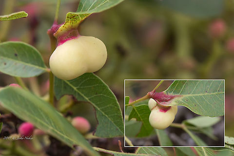 Bean Root Aphid - Smynthurodes betae A couple of years ago I noticed two types of galls on Pistacia terebinthus. Photos taken in Greece, Sithonia.
This type of galls is cased by the Bean root aphids - Smynthurodes betae.
https://influentialpoints.com/Gallery/Smynthurodes_betae_bean_root_aphid.htm 
In more northern parts of Europe, where the primary hosts do not occur, the species may live without host alternation on grasses. The aphids on their secondary host plants have a strong association with ants; they also hibernate in ants&rsquo; nests. Animal,Animalia,Aphididae,Aphidomorpha,Arthropoda,Bean Root Aphid,Bean root aphid,Central Macedonia,Chalkidiki,Europe,Geotagged,Greece,Insect,Insecta,Sithonia,Smynthurodes betae,Spring,White Cotton Root Aphid,Wildlife
