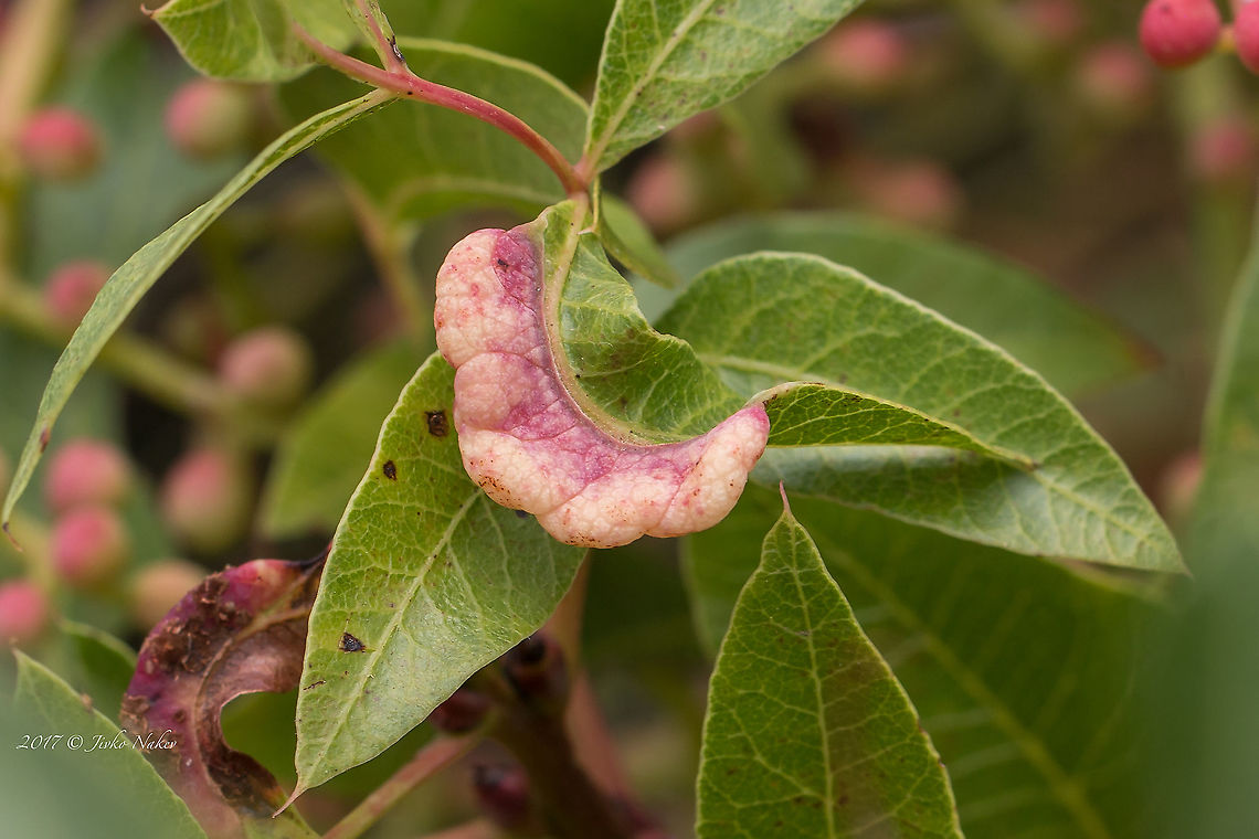 Pistachio-grass root aphid - Forda formicaria A couple of years ago I noticed two types of galls on Pistacia terebinthus. Photos taken in Greece, Sithonia.<br />
This type of galls is cased by the Pistachio-grass root aphid - Forda formicaria.<br />
<a href="https://influentialpoints.com/Gallery/Forda_formicaria_grass_root_aphid.htm" rel="nofollow">https://influentialpoints.com/Gallery/Forda_formicaria_grass_root_aphid.htm</a> <br />
 Animal,Animalia,Aphididae,Aphidomorpha,Arthropoda,Forda formicaria,Geotagged,Greece,Insect,Insecta,Pistachio-grass root aphid,Spring,Wildlife