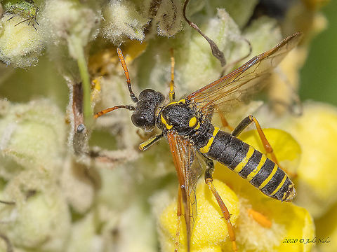 Figwort sawfly - Tenthredo scrophulariae  Animal,Animalia,Arthropoda,Bulgaria,Figwort sawfly,Geotagged,Hymenoptera,Insect,Insecta,Sawfly,Summer,Tenthredinidae,Tenthredinoidea,Tenthredo scrophulariae,Vitosha Mountain Nature Park,Wildlife