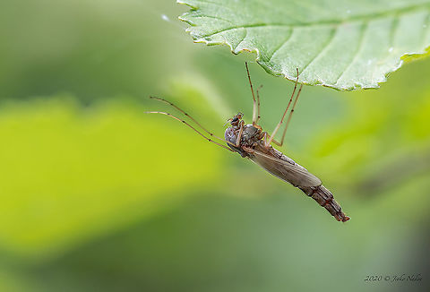 Unidentified  Animal,Animalia,Arthropoda,Bulgaria,Chironomidae,Diptera,Geotagged,Insect,Insecta,Spring,Unidentified,Wildlife