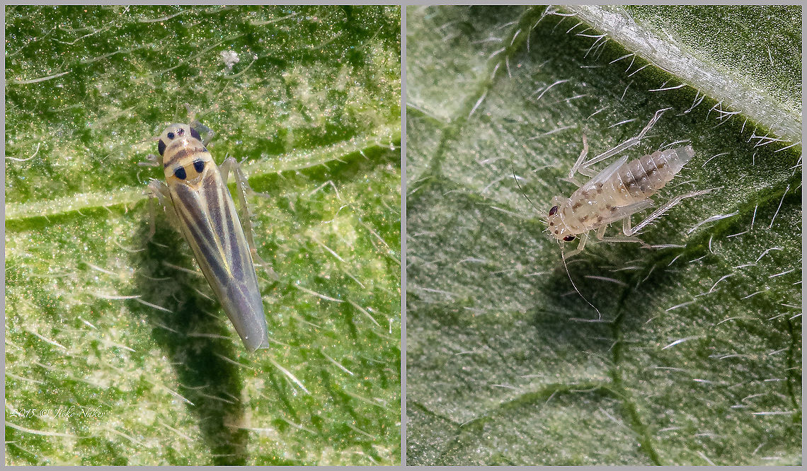 Glasshouse leafhopper imago and nymph - Hauptidia maroccana I came across these photos from 2015 while browsing the archives and cleaning them of poor quality photos to free up disk space. Apparently then I failed to identify the species and I forgot about them. It was also difficult now and I&#039;m still not 100% sure of the species identification. Although I could not find reliable sources for this species to be recorded in Bulgaria, it is still recorded in many European countries, including ex-Yugoslavia and Greece, and it seems that this is the closest identification.<br />
<a href="https://candidegardening.com/IE/insects/cbd9782c-6d7c-4230-87bf-456237d56978" rel="nofollow">https://candidegardening.com/IE/insects/cbd9782c-6d7c-4230-87bf-456237d56978</a> Animal,Animalia,Arthropoda,Bulgaria,Cicadellidae,Fall,Geotagged,Glasshouse leafhopper,Hauptidia maroccana,Hemiptera,Insect,Insecta,Membracoidea,Wildlife
