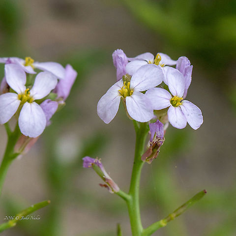 European searocket - Cakile maritima  Brassicaceae,Brassicales,Cakile maritima,Eudicot,Europe,European searocket,Flowering Plant,Geotagged,Greece,Magnoliophyta,Plantae,Spring,Thasos Island,Wildlife