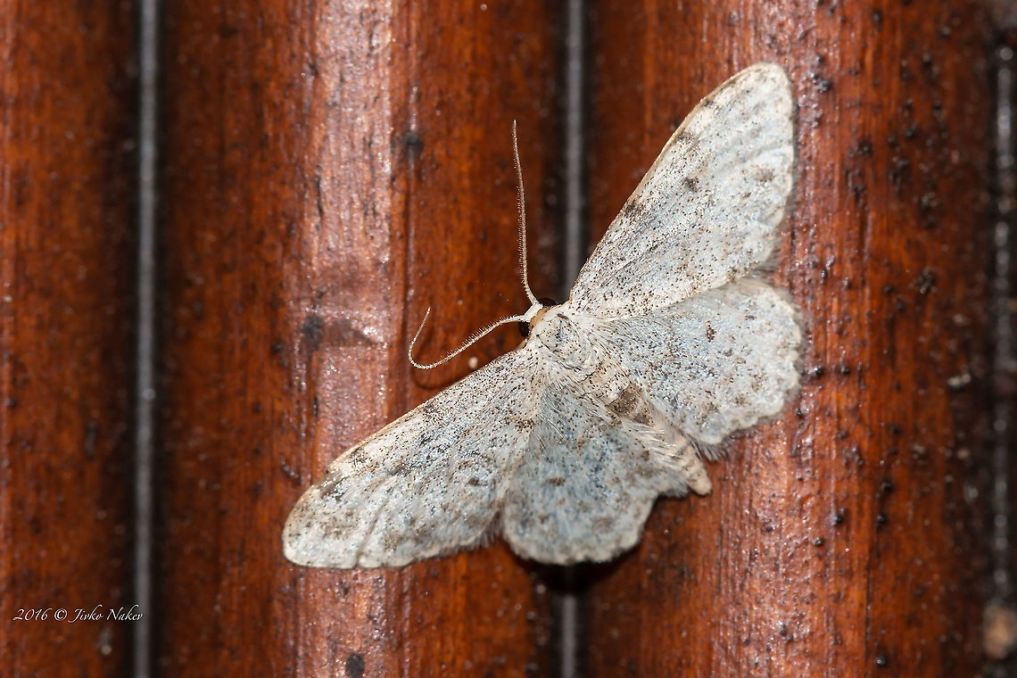 Peloponnesian Wave - Idaea albitorquata It turned out to be quite useful when the weather is bad and you are limited to travel due to lockdown, to review the archives for captured species that you could not identify at the time. -:) Animal,Animalia,Arthropoda,Europe,Geometer moth,Geometridae,Geometroidea,Geotagged,Greece,Idaea albitorquata,Insect,Insecta,Lepidoptera,Peloponnesian Wave,Spring,Thasos Island,Wildlife