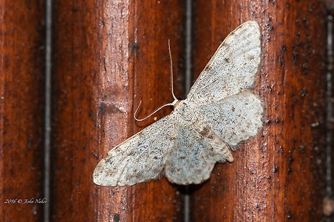 Peloponnesian Wave - Idaea albitorquata It turned out to be quite useful when the weather is bad and you are limited to travel due to lockdown, to review the archives for captured species that you could not identify at the time. -:) Animal,Animalia,Arthropoda,Europe,Geometer moth,Geometridae,Geometroidea,Geotagged,Greece,Idaea albitorquata,Insect,Insecta,Lepidoptera,Peloponnesian Wave,Spring,Thasos Island,Wildlife