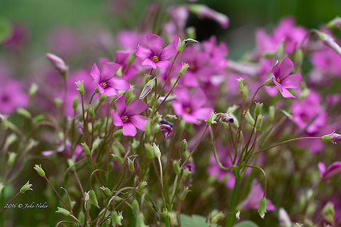 Pink-sorrel - Oxalis articulata  Eudicot,Europe,Flowering Plant,Geotagged,Greece,Magnoliophyta,Oxalidaceae,Oxalidales,Oxalis articulata,Pink-sorrel,Plantae,Spring,Thasos Island,Wildlife