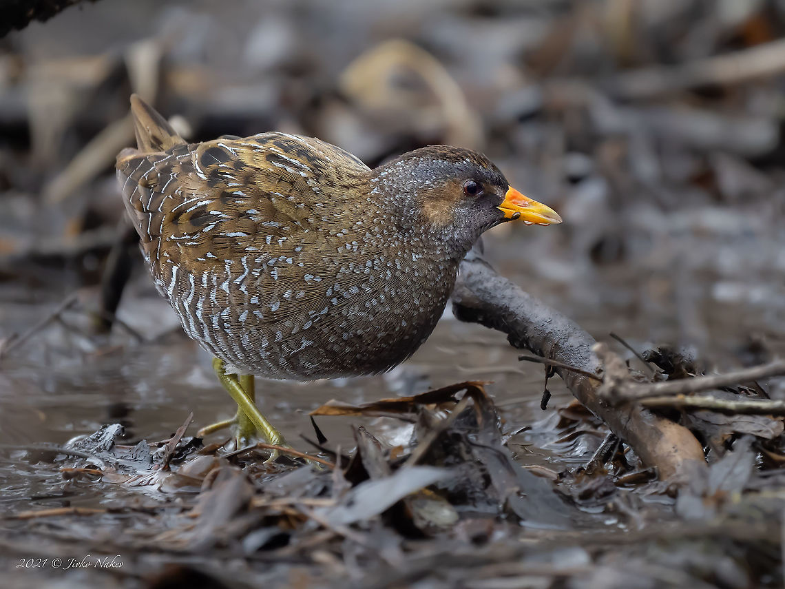 Spotted crake - Porzana porzana My first new species for 2021. This beautiful small waterbird is a migratory bird nesting in march vegetation. I noticed it at the end of a small lake in a city park in Sofia, overgrown with reeds. During nesting they are quite secretive, easier to spot during migration. Animal,Animalia,Aves,Bird,Bulgaria,Chordata,Geotagged,Gruiformes,Migratory bird,Nature,Outdoors,Porzana porzana,Rallidae,Spotted crake,Waterbird,Wildlife,Winter,marsh