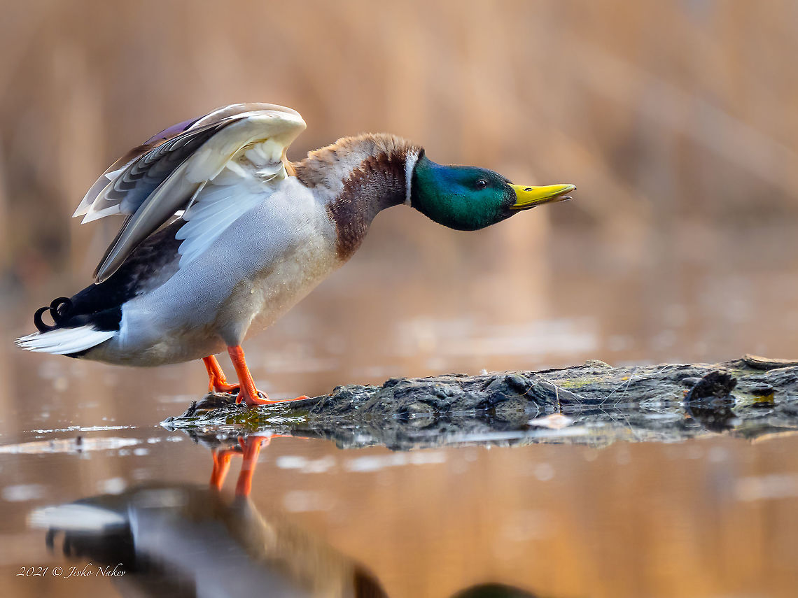 Mallard stretching Green-headed duck - Anas platyrhynchos Anas platyrhynchos,Anatidae,Animal,Animalia,Anseriformes,Aves,Bird,Bulgaria,Chordata,Geotagged,Golden hour,Green-headed duck,Lake,Mallard