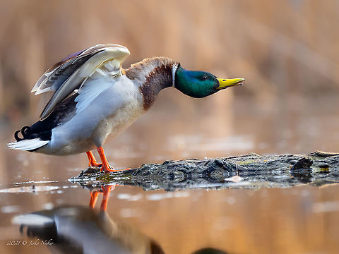 Mallard stretching Green-headed duck - Anas platyrhynchos Anas platyrhynchos,Anatidae,Animal,Animalia,Anseriformes,Aves,Bird,Bulgaria,Chordata,Geotagged,Golden hour,Green-headed duck,Lake,Mallard