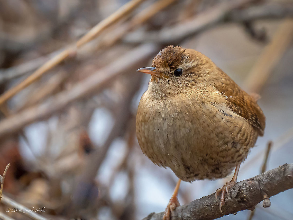 Eurasian wren - Troglodytes troglodytes  Animal,Animalia,Aves,Bird,Bulgaria,Chordata,Eurasian Wren,Eurasian wren,Europe,Geotagged,Passeriformes,Passerine,Sofia,South park,Troglodytes troglodytes,Troglodytidae,Wildlife,Winter