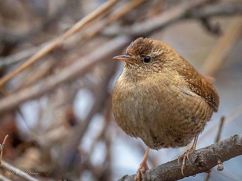 Eurasian Wren